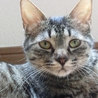 まるで子猫のような人間大好きな愛情深い母猫さくら サムネイル4