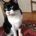 賢いハチワレくんです。