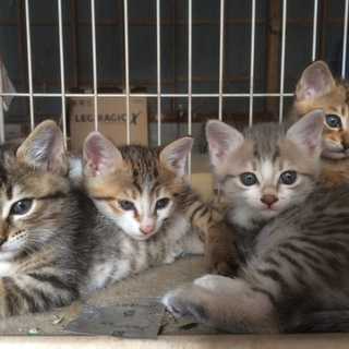 子猫の里親募集！