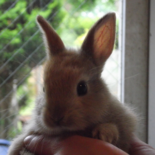 4月生まれの茶色ミニウサギ　