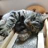 まるで子猫のような人間大好きな愛情深い母猫さくら サムネイル5