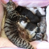 まるで子猫のような人間大好きな愛情深い母猫さくら サムネイル7