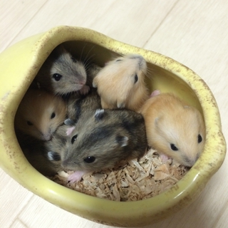ありがとうございました。