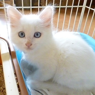 ブルーアイズ真っ白仔猫 シャア君