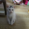 ハナちゃんと名づけました。里親になってください