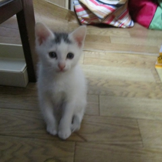 ハナちゃんと名づけました。里親になってください