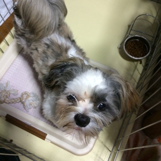 シーズー子犬