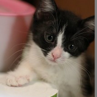 3ヶ月齢　男の子　の里親さまになって下さい