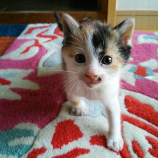 かわいい三毛ちゃん１か月半