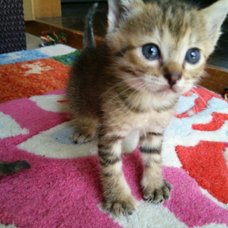 キジトラちゃん里親募集