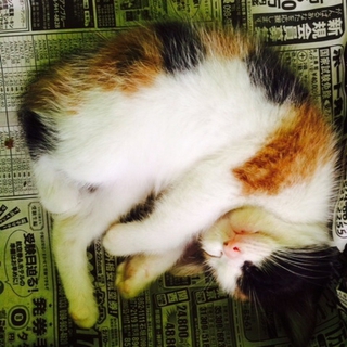 ちび猫三毛ちゃんの里親募集☆