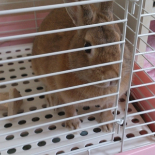 里親さんが決まりました。