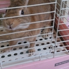里親さんが決まりました。 サムネイル2