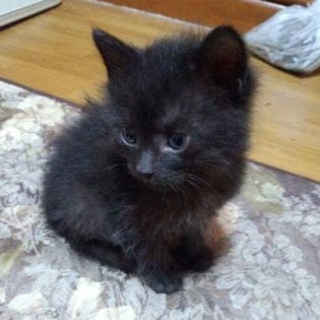 推定1ヶ月☆男の子「オラフ」