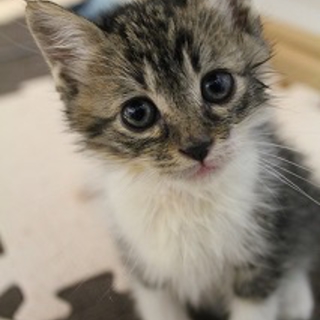 生後約2.5ヶ月メス　仔猫の里親さまになって下さい