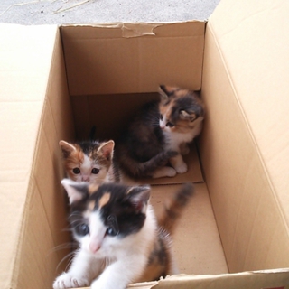 三匹の子猫が産まれてます