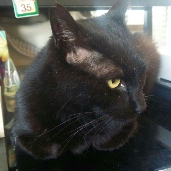 黒猫 おとなしいです」愛知県 - 猫の里親募集(37491) :: ペットの 