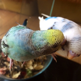 セキセイインコ4羽の里親さん決定しました！