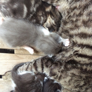 迷い猫の子猫です