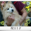 可愛いﾎﾟﾒﾗﾆｱﾝ♡優しい飼い主募集中です☆
