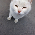 成猫の里親募集