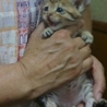 ☆たれ目が可愛いかりんちゃん　１か月☆ サムネイル3