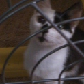 遊びた～い   甘えた～い   やんちゃ仔猫 