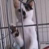 遊びた～い   甘えた～い   やんちゃ仔猫  サムネイル2