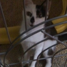 遊びた～い   甘えた～い   やんちゃ仔猫  サムネイル3