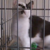 遊びた～い   甘えた～い   やんちゃ仔猫  サムネイル5