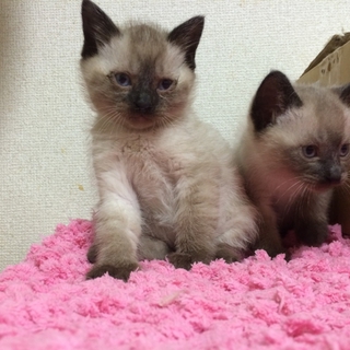 「はちねこ！カフェ」　マロンとクッキー