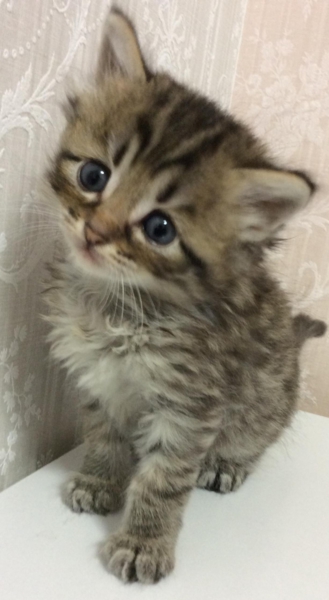 生後2ヶ月 子猫 キジ 埼玉県 猫の里親募集 ペットのおうち 月間利用者150万人