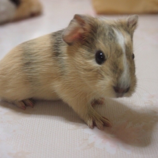 毛並みのきれいなモルモット