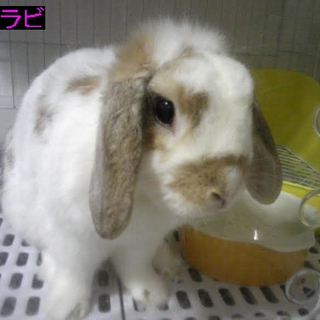 ラビラビ
