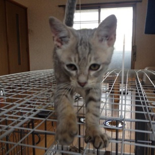 灰色猫で生後3ヶ月