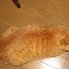 性格の良い大柄茶トラ（オス1歳半） サムネイル4