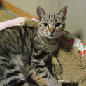 茶目っ気たっぷりの若いオス猫（8ヶ月）