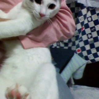 白黒の美形猫くんです