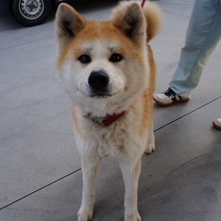 穏やかで美しい秋田犬