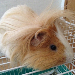 可愛い長毛モルモット☆