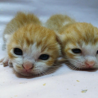 茶白３匹と黒白２匹の兄弟