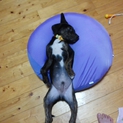 プロットハウンド大型犬の雑種です！！