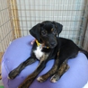 プロットハウンド大型犬の雑種です！！ サムネイル3