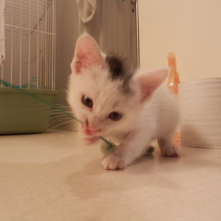 子猫3匹里親募集☆残り1匹です☆