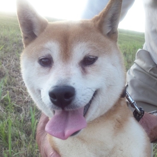 雅ちゃん。小ぶりの柴犬の女の子。７歳くらい。