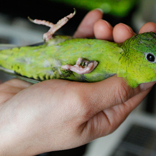 サザナミインコ里親募集