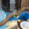 アフリカヤマネ里親募集 サムネイル3