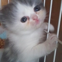 決まりました
