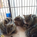 ４月生まれのシマリス