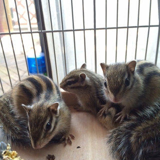 ４月生まれのシマリス